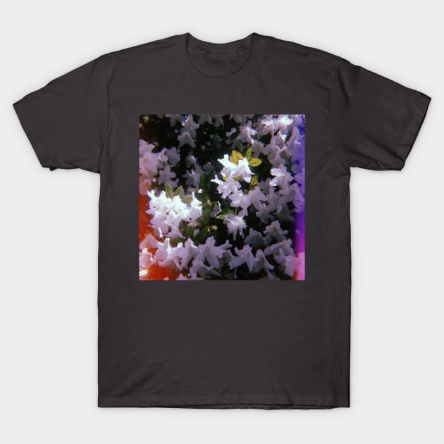 Beautiful White Flowers. California T-Shirt by SoCalDreamin